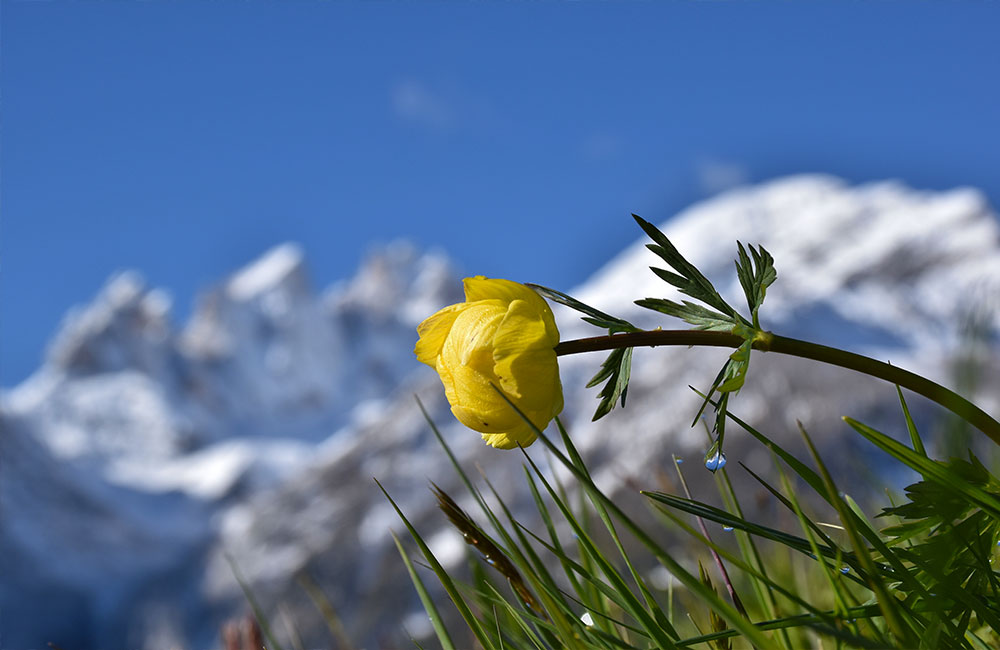 Primavera
